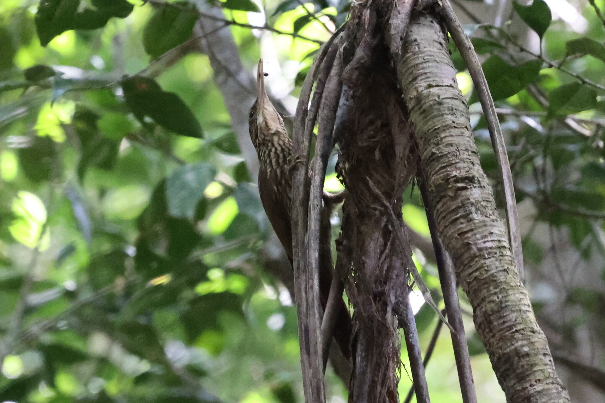 Ivory-billed Woodcreeper (Xiphorhynchus flavigaster), photo 9