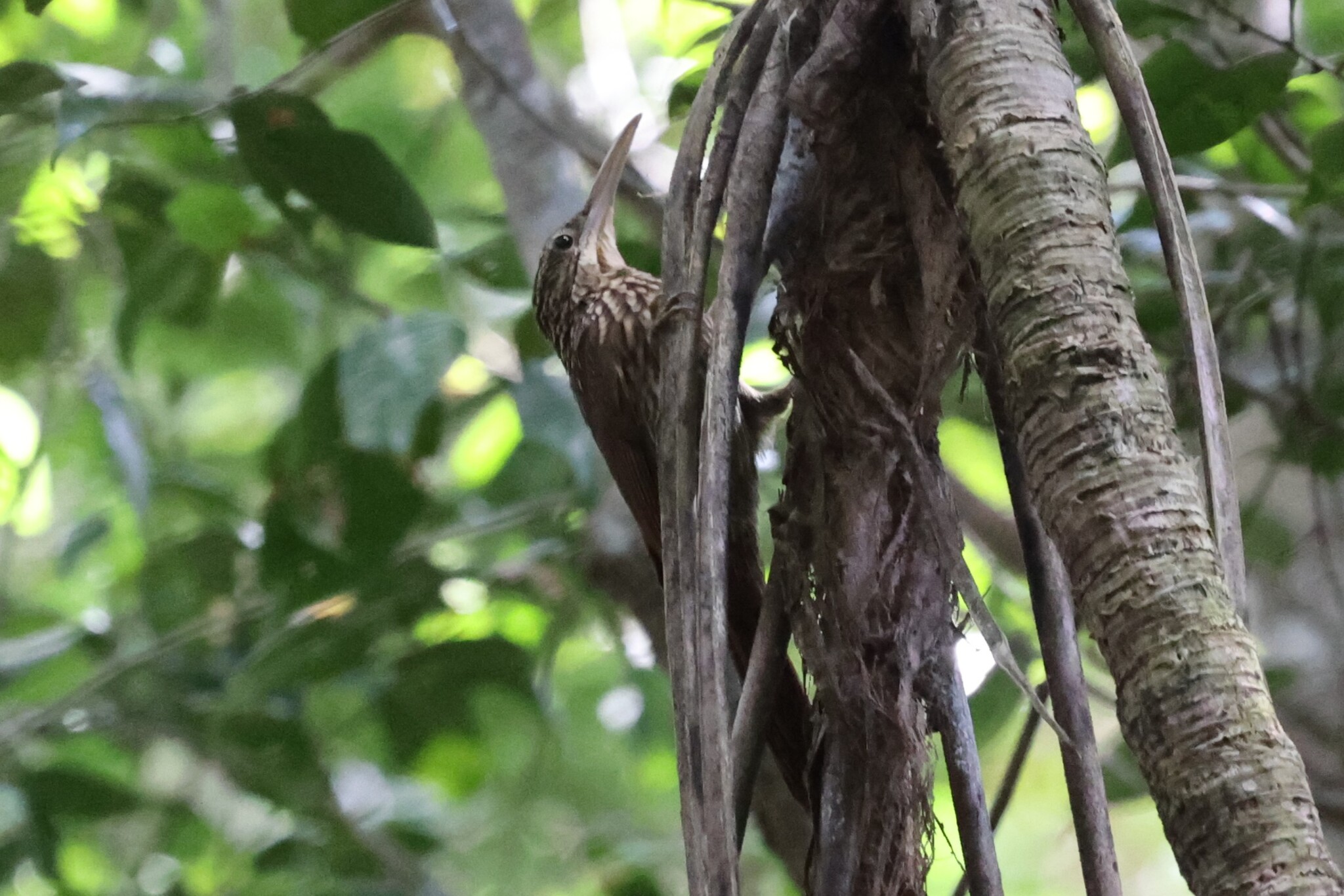 Ivory-billed Woodcreeper (Xiphorhynchus flavigaster), photo 1