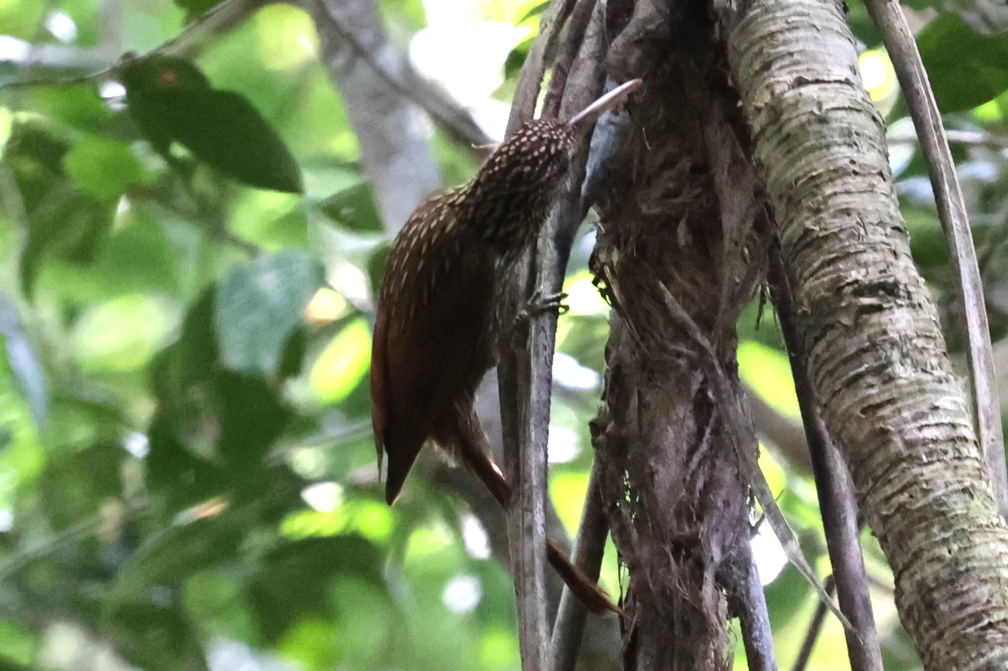 Ivory-billed Woodcreeper (Xiphorhynchus flavigaster), photo 6