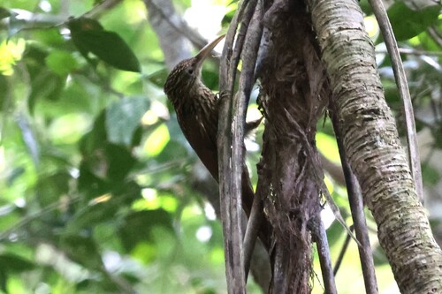 Ivory-billed Woodcreeper (Xiphorhynchus flavigaster), photo 4