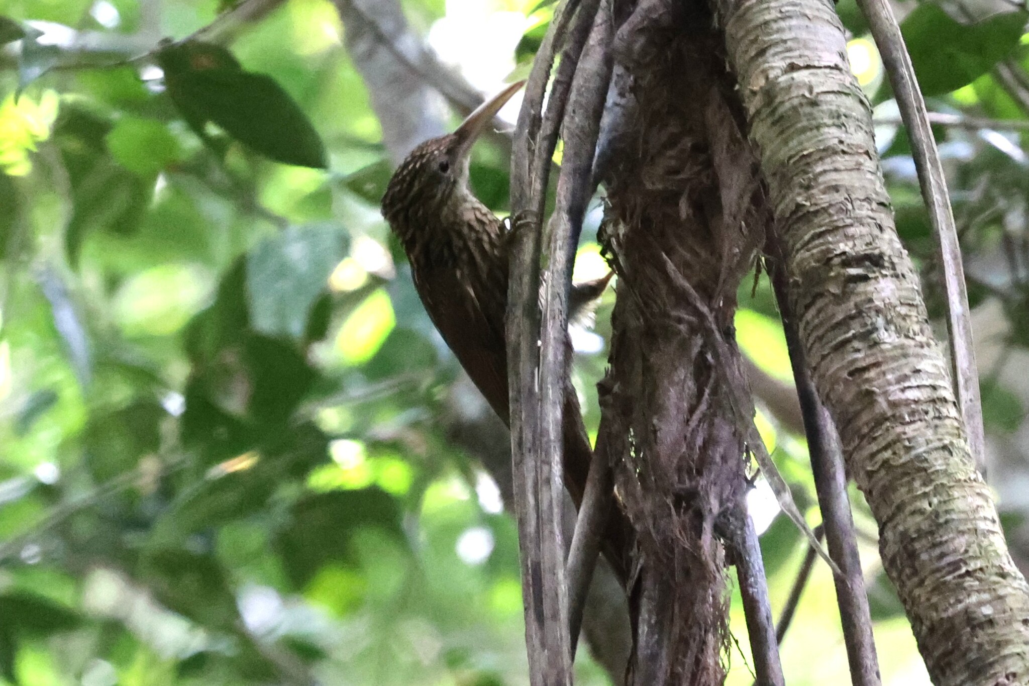 Ivory-billed Woodcreeper (Xiphorhynchus flavigaster), photo 5