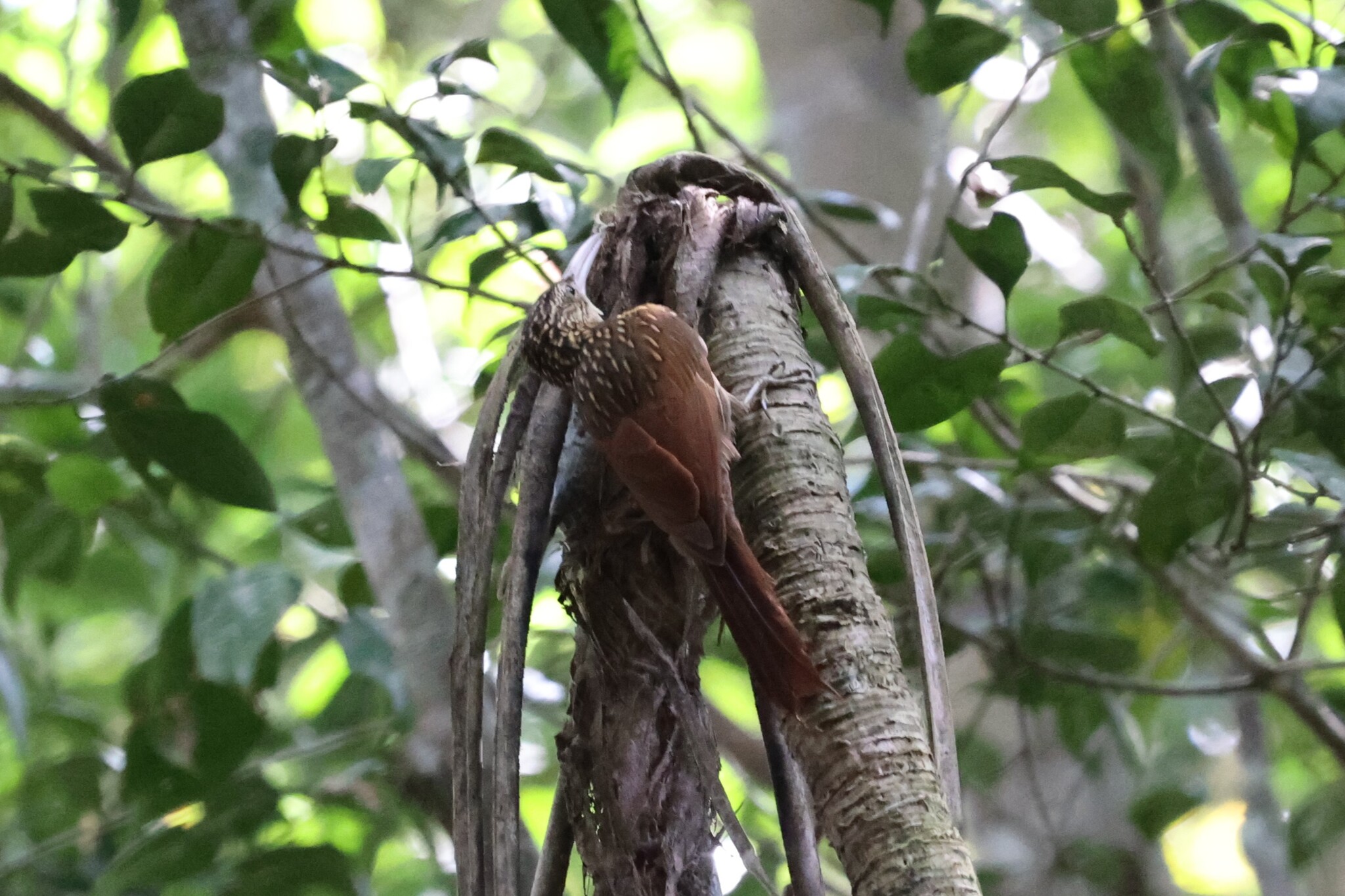 Ivory-billed Woodcreeper (Xiphorhynchus flavigaster), photo 2
