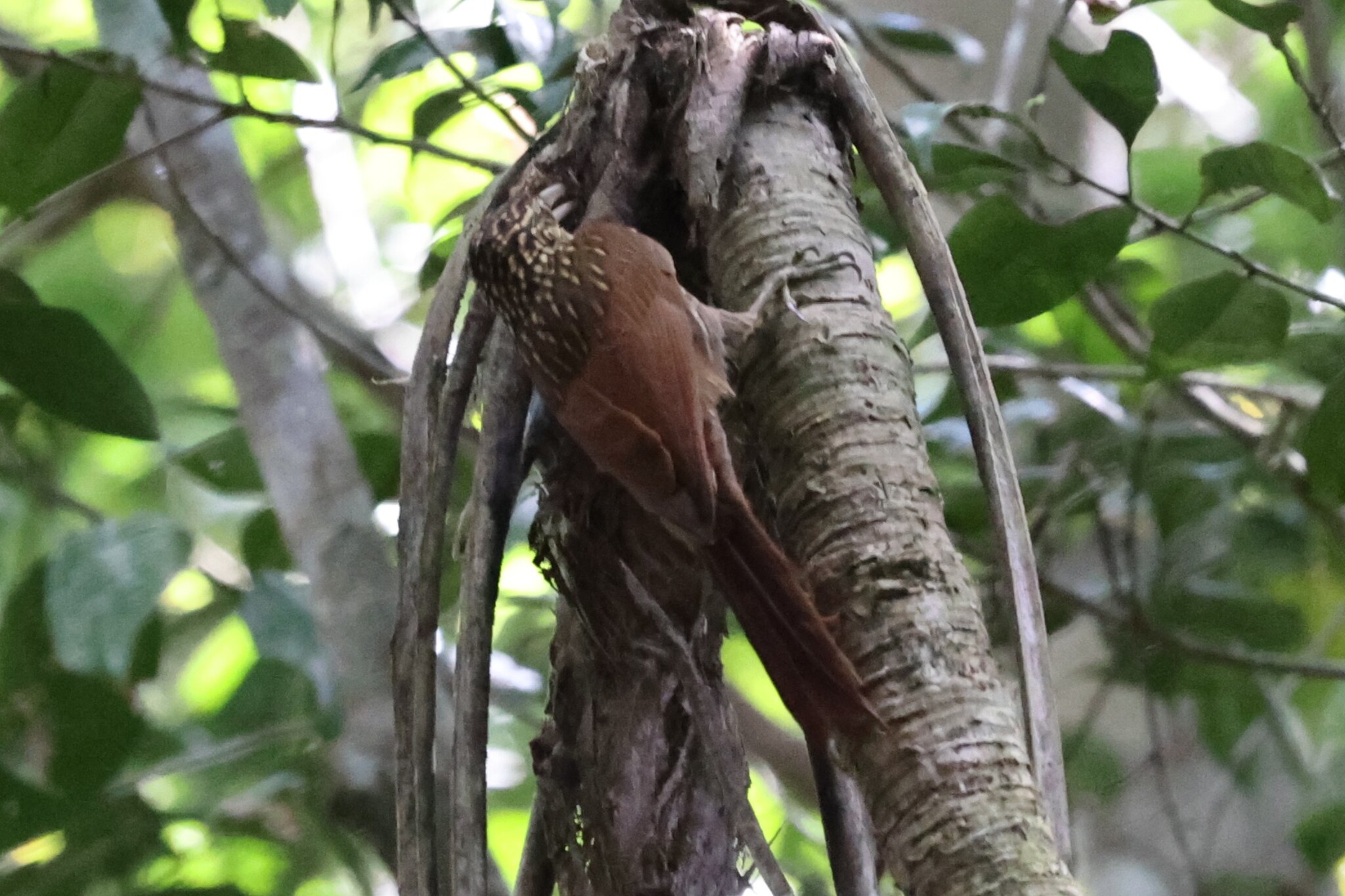 Ivory-billed Woodcreeper (Xiphorhynchus flavigaster), photo 7