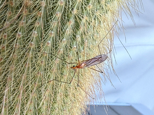 Unknown species found near Fifth St N, Saint Petersburg, FL, US
