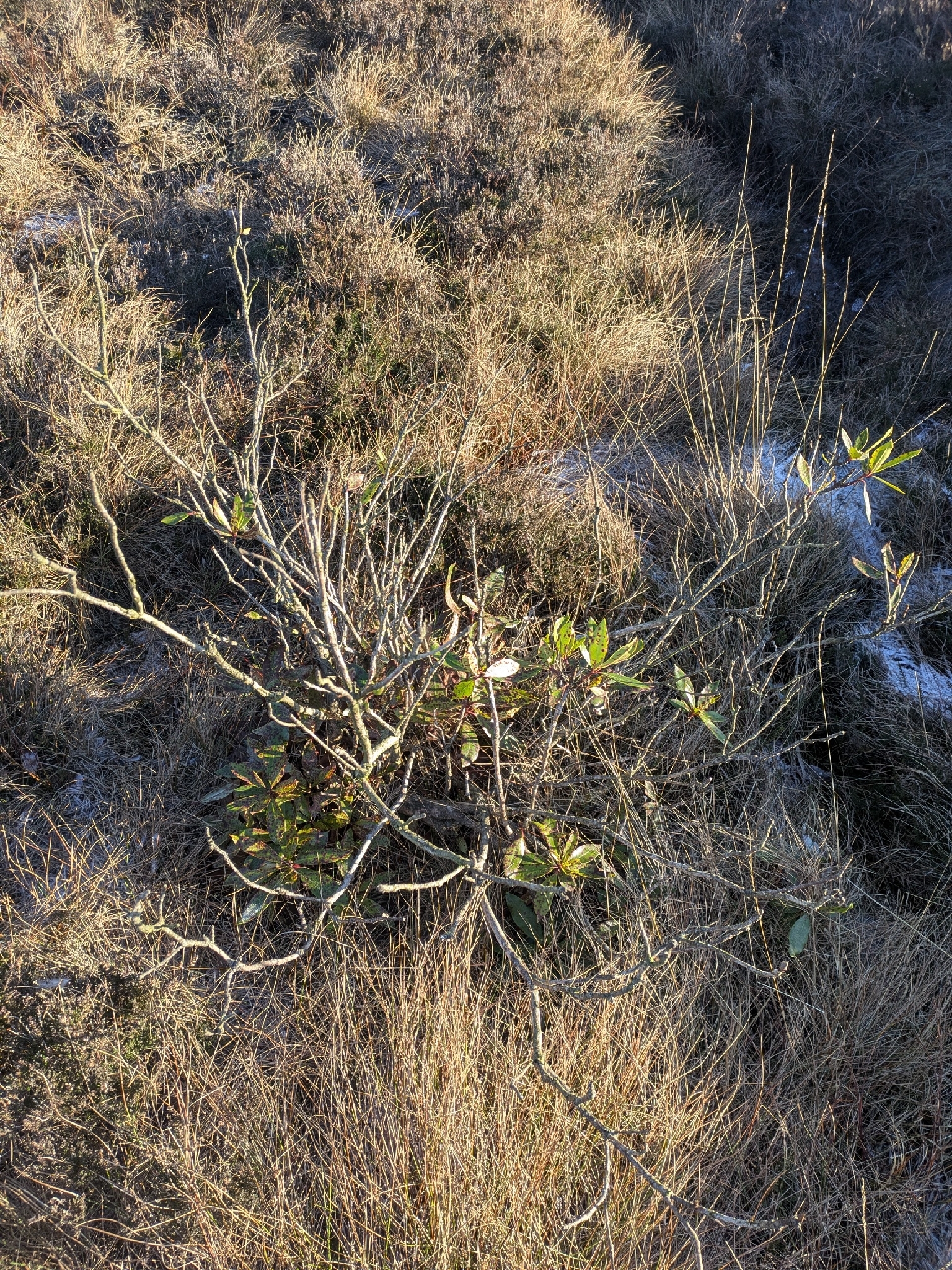 Common rhododendron