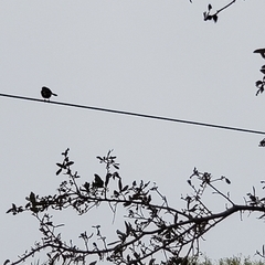 Mimus polyglottos image