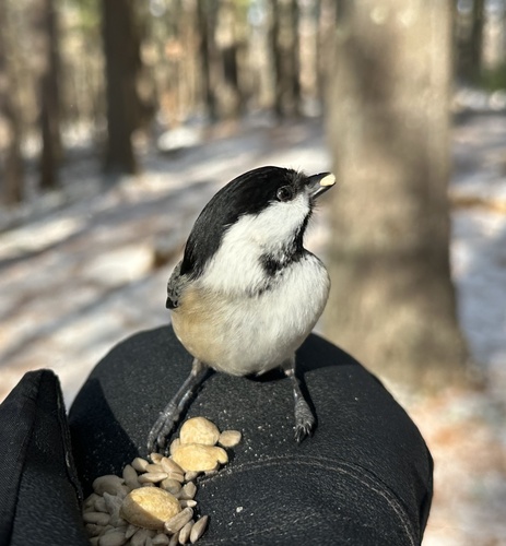 Black-capped Chickadee (Poecile atricapillus), photo 5