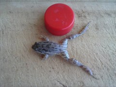 Leptodactylus latinasus