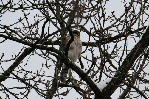 Eurasian Sparrowhawk (Accipiter nisus), photo 4