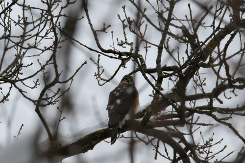 Eurasian Sparrowhawk (Accipiter nisus), photo 5