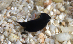 Chelidonura