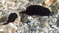 Chelidonura