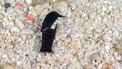 Chelidonura