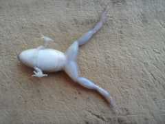 Leptodactylus latinasus