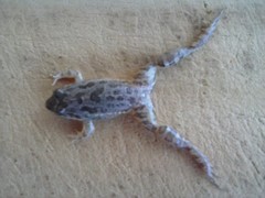 Leptodactylus latinasus