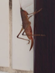 Orthoptera