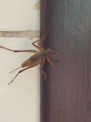 Orthoptera