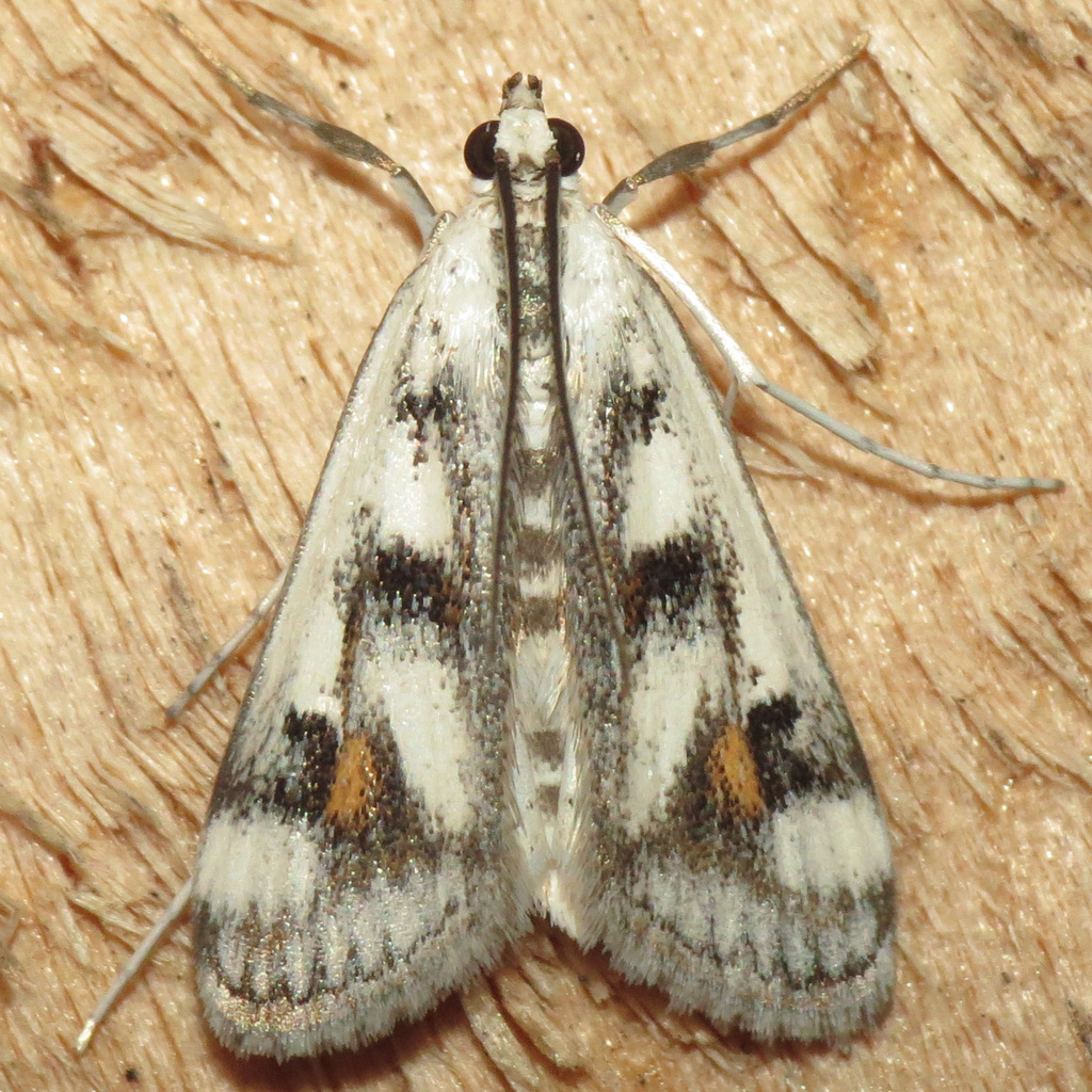 Polymorphic Pondweed Moth