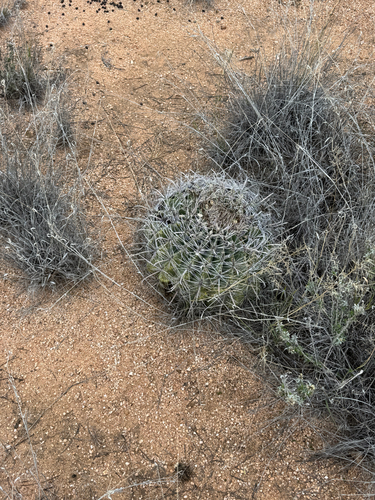Ferocactus