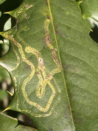 Unknown species found near Wheaton Regional Park, Silver Spring, MD, US