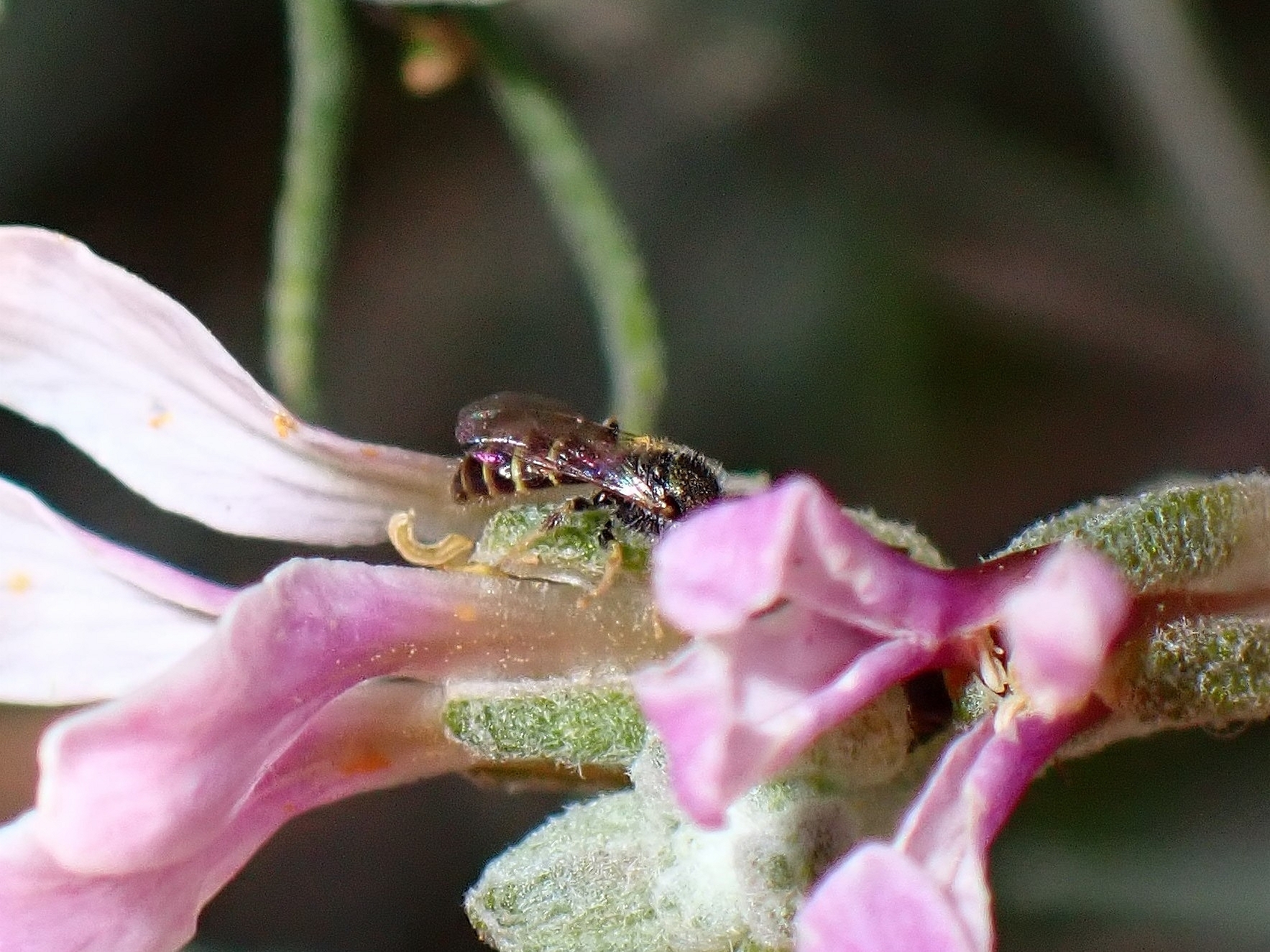 Nomioides fortunatus