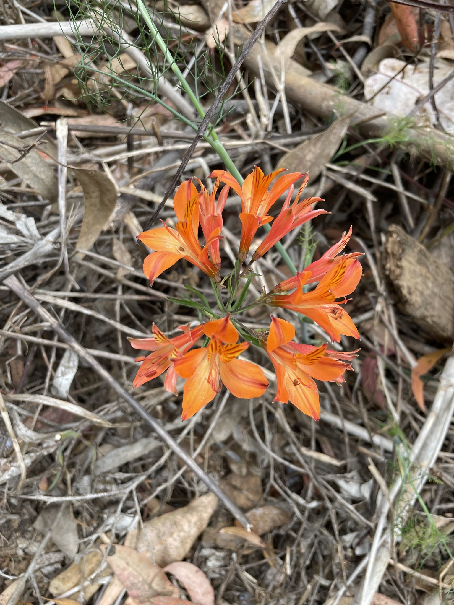 Peruvian lily
