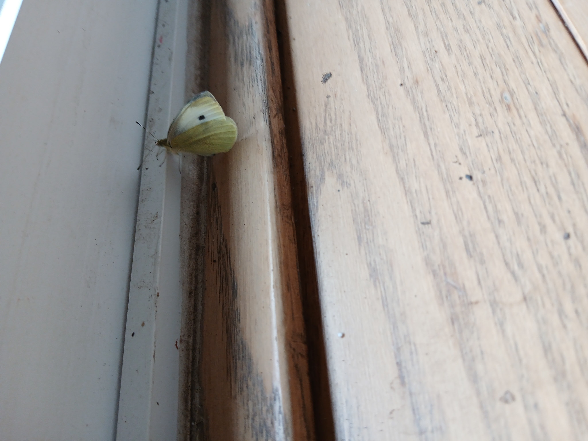 Cabbage Butterfly in Coyoacán, CDMX - Slide 3
