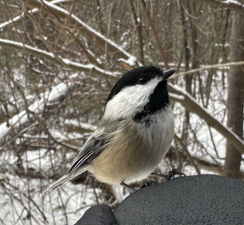 Black-capped Chickadee (Poecile atricapillus), photo 6