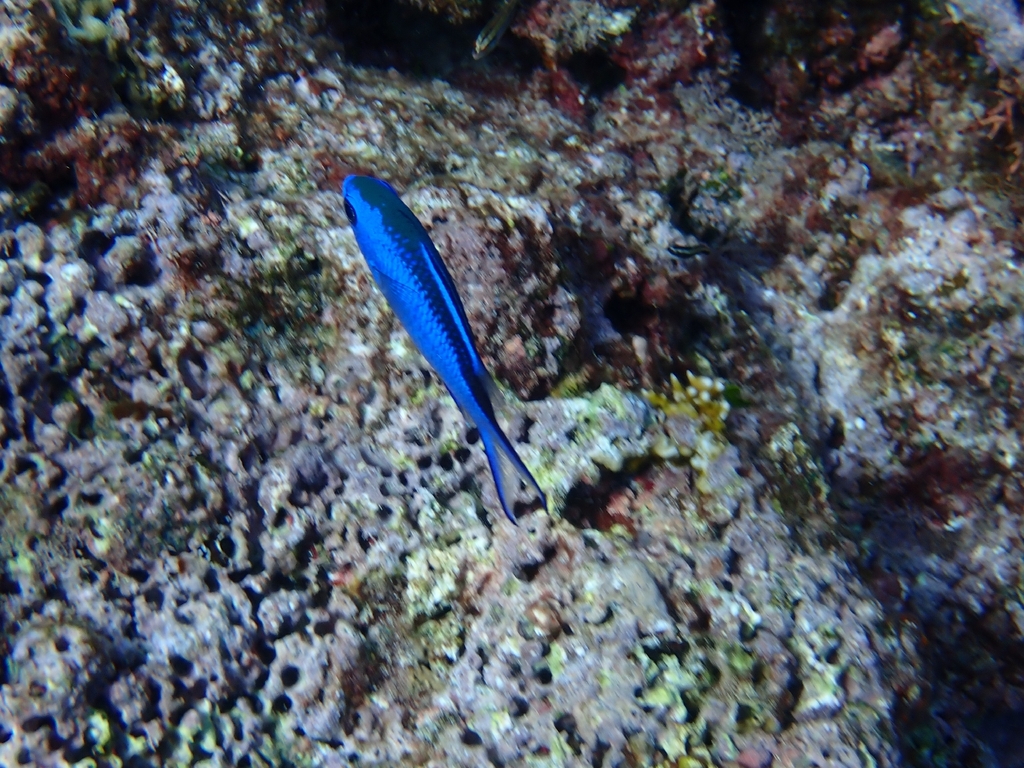 Blue chromis (Chromis cyanea) — Pomacentridae