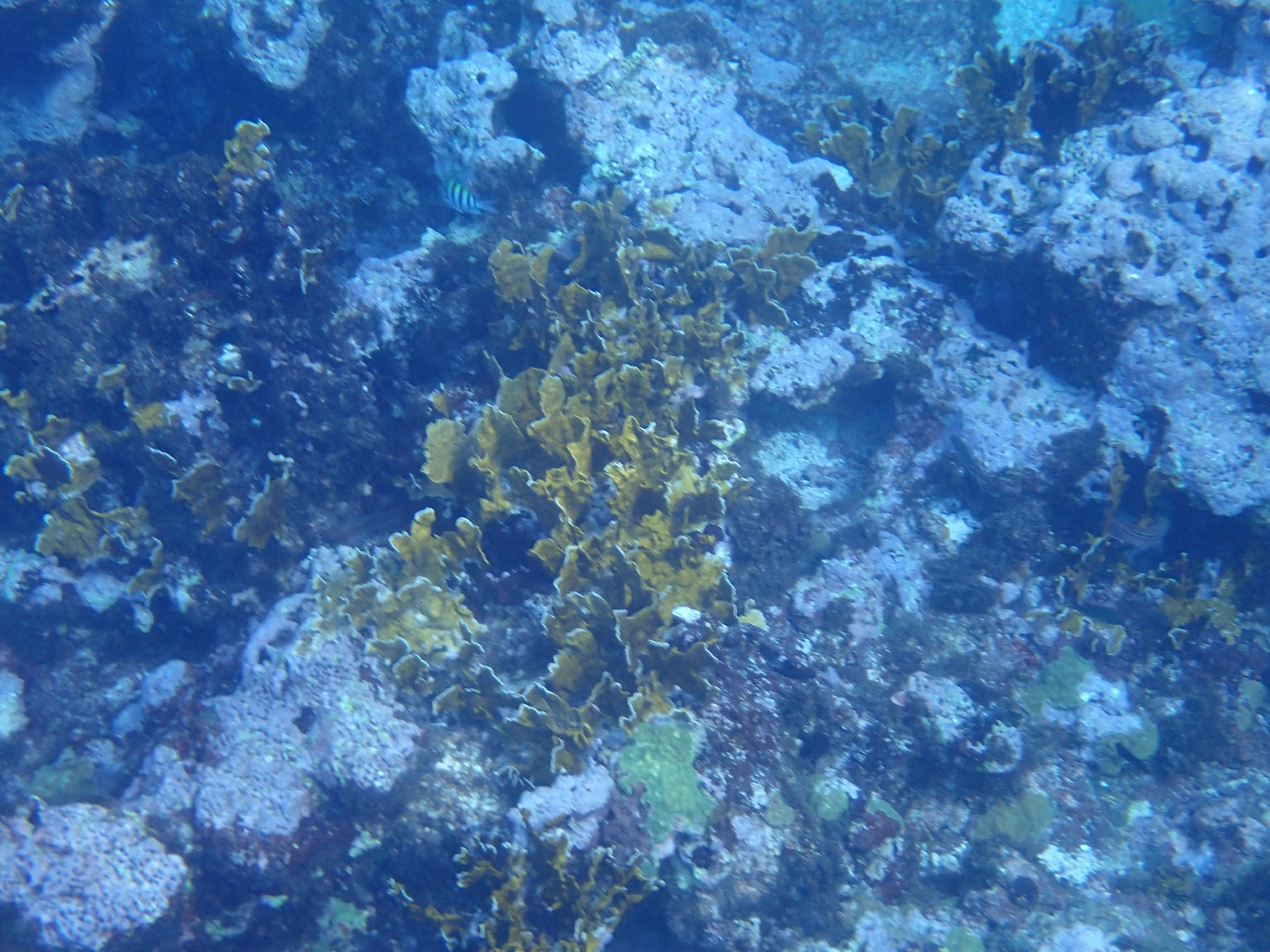 Millepora complanata Lamarck, 1816