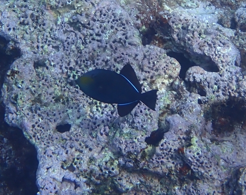 Black durgeon (Melichthys niger) — Balistidae — 4