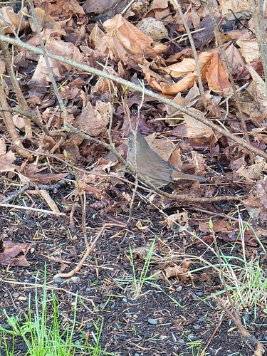 Fox Sparrow (Passerella iliaca), photo 1