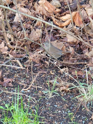 Fox Sparrow (Passerella iliaca), photo 2