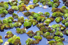 Salvinia biloba