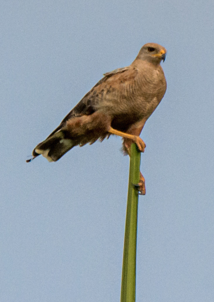 Savanna Hawk illustration