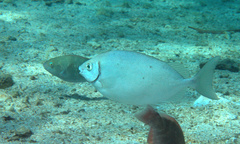 Siganus sutor