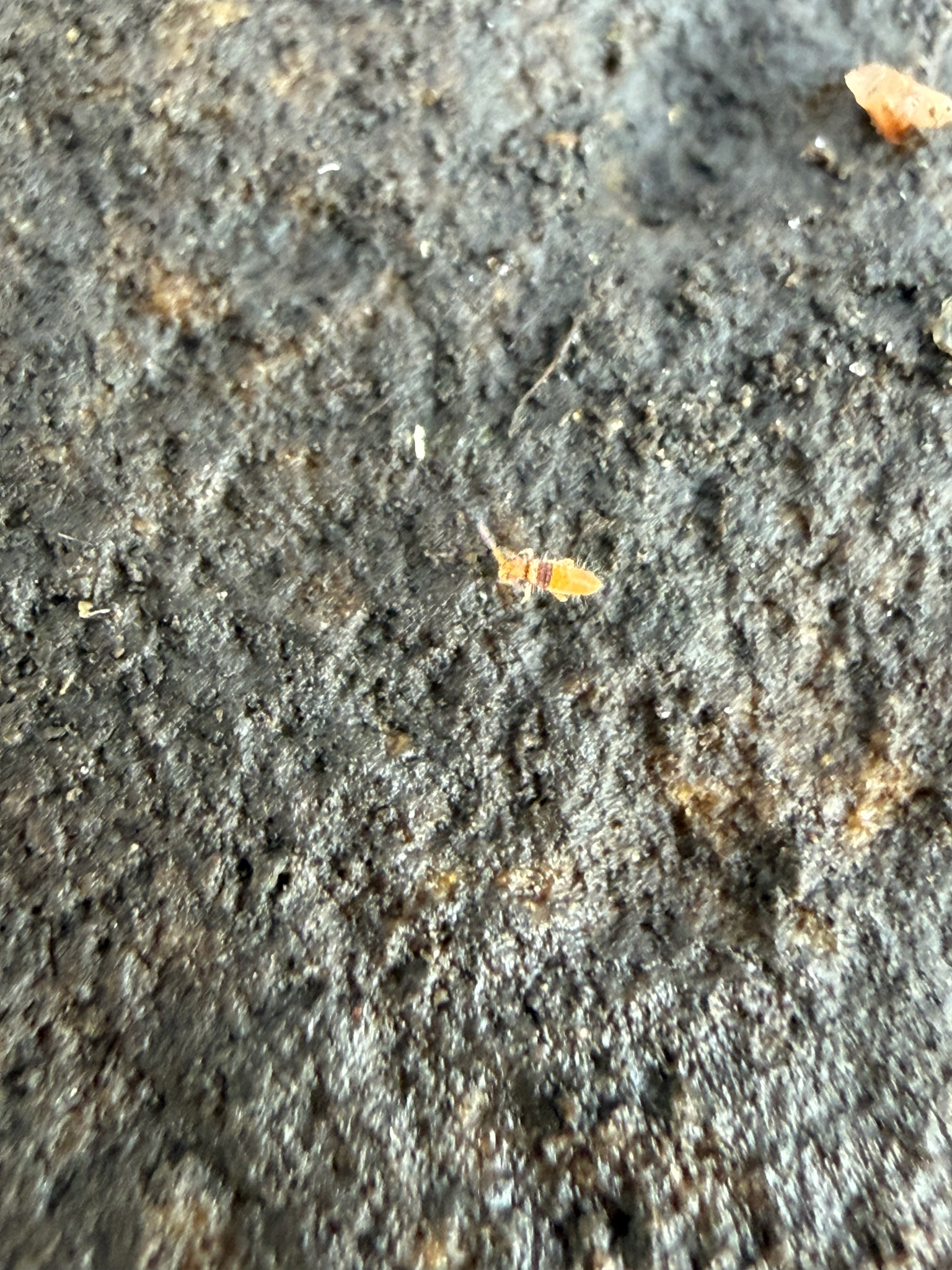 Entomobrya atrocincta Schött, 1896