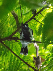 Sakesphorus canadensis