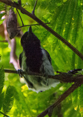 Sakesphorus canadensis