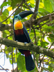 Ramphastos vitellinus