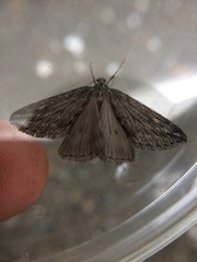 Paleacrita longiciliata