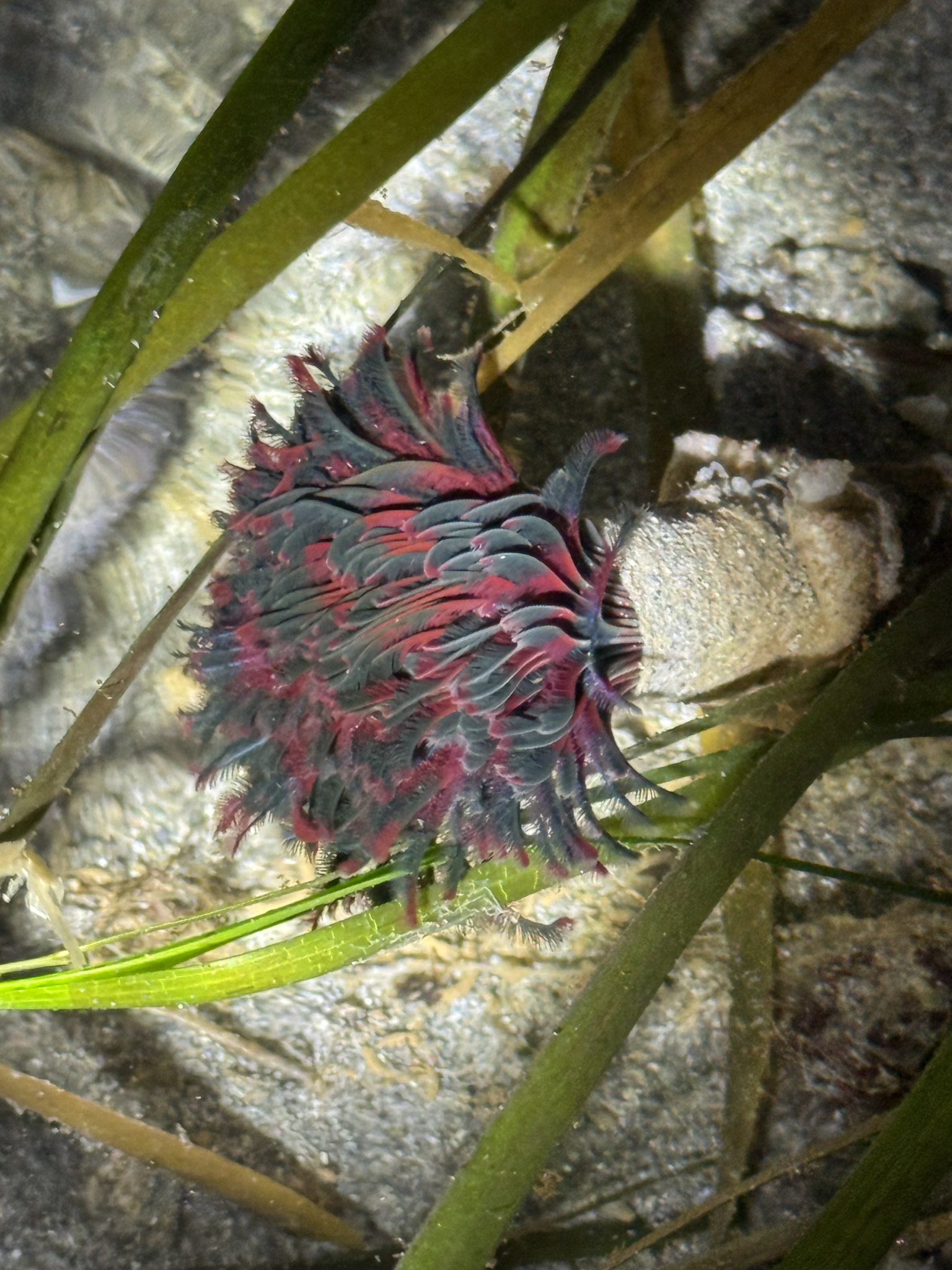 Eudistylia vancouveri (Kinberg, 1866)