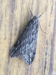 Paleacrita longiciliata