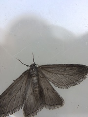 Paleacrita longiciliata