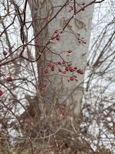 Foto de rosa-multiflora