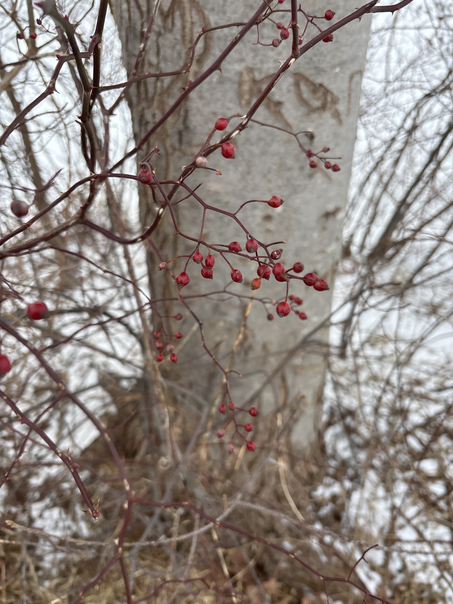 Climbing Rose
