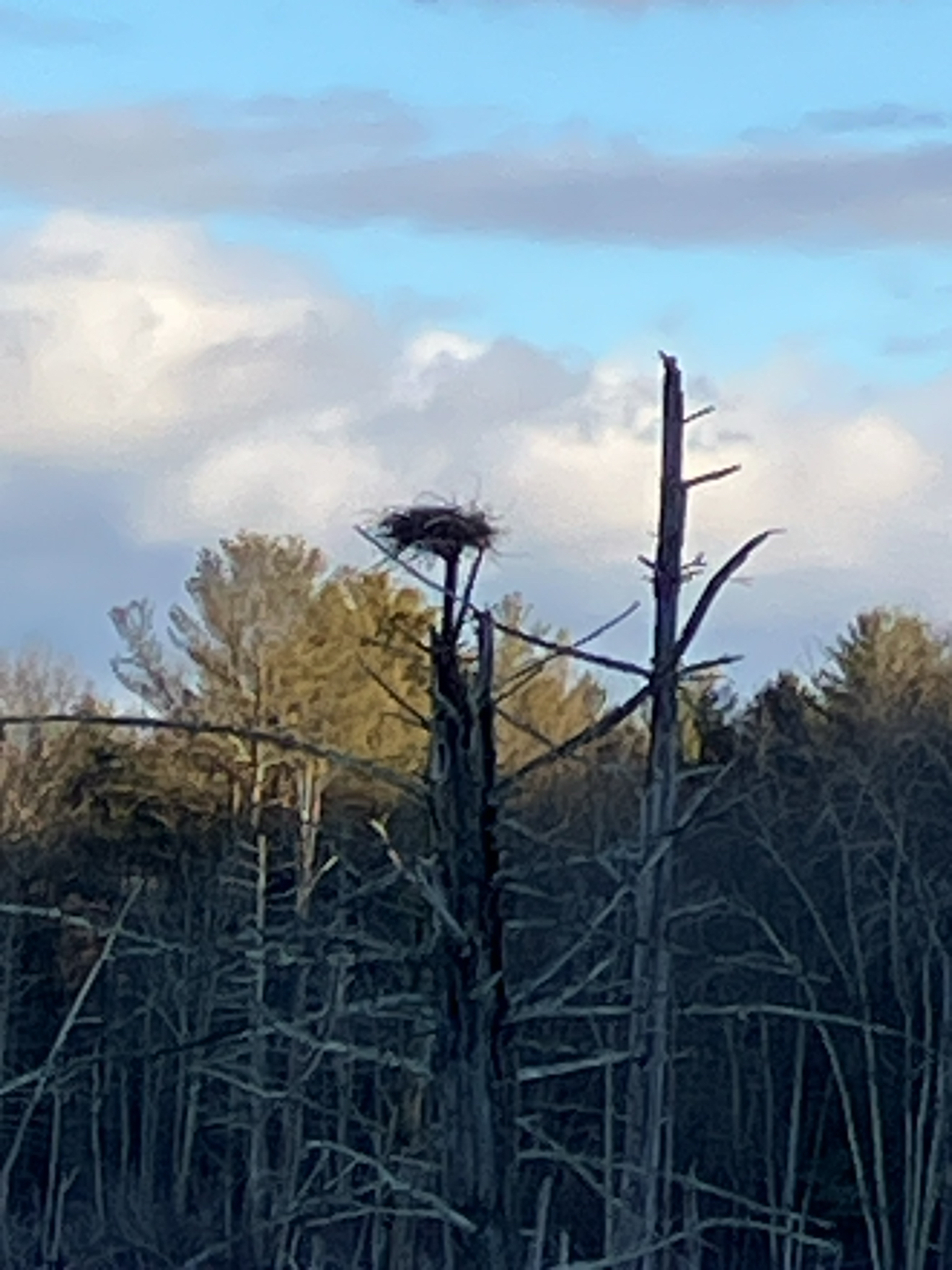 Great Blue Heron (Ardea herodias), photo 4