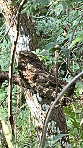 Chuck-will's-widow observed by rebecca_caron