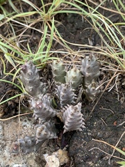 Ceropegia ubomboensis image