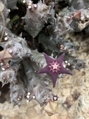 Ceropegia ubomboensis image